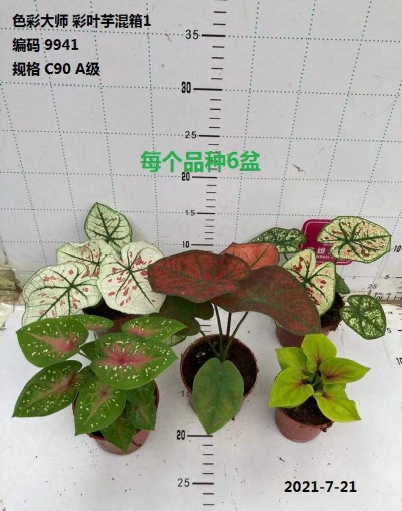 90#彩叶芋混装广州发货实物实拍图