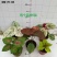 90#彩叶芋混装广州发货实物实拍图
