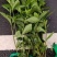 大叶栀子花