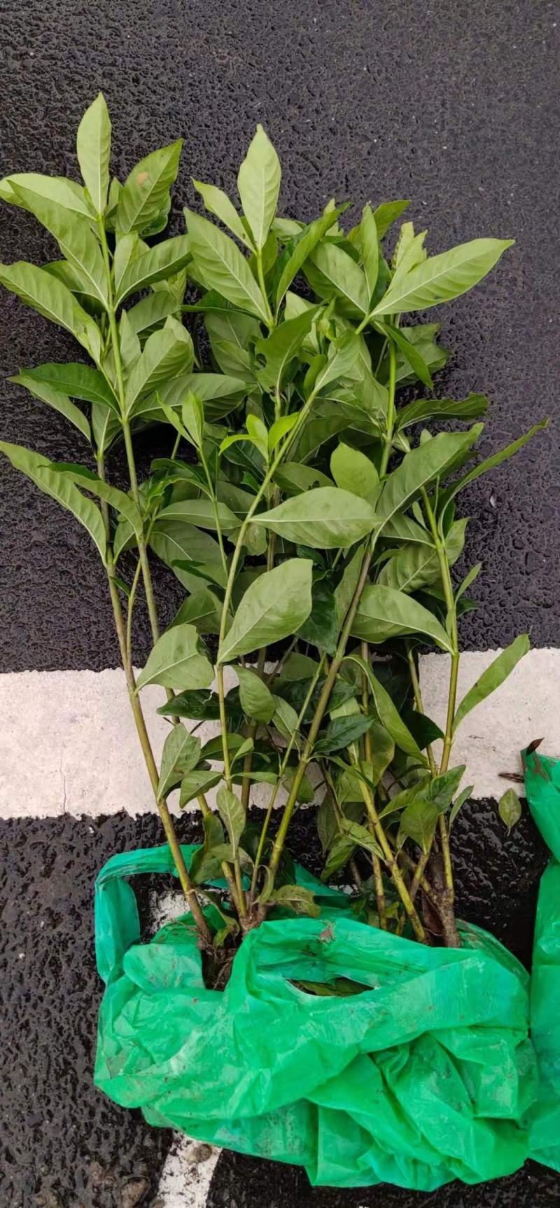 大叶栀子花