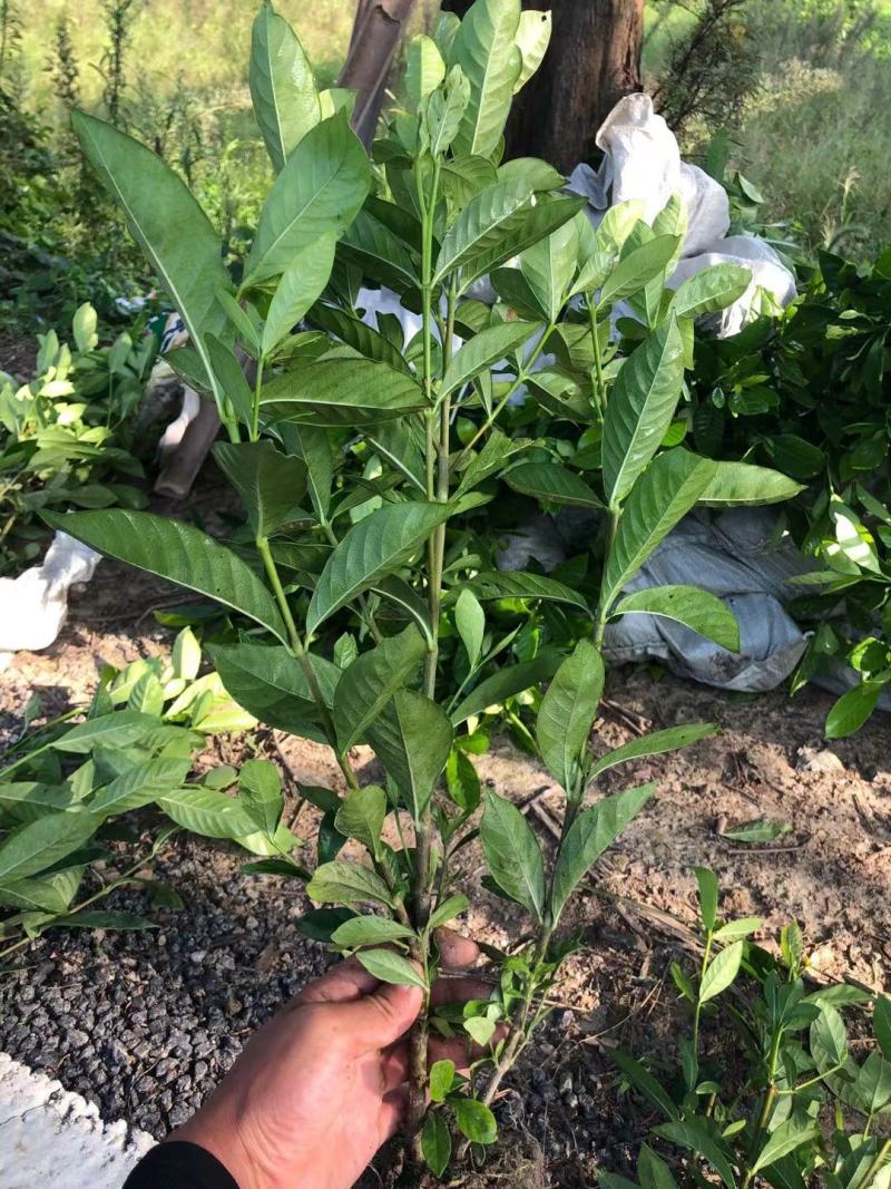 大叶栀子花