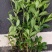 大叶栀子花