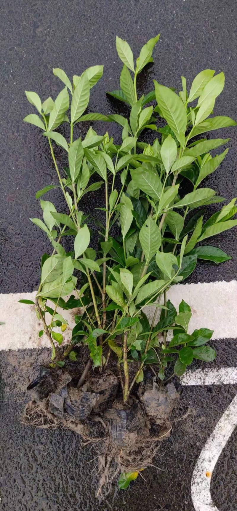 大叶栀子花