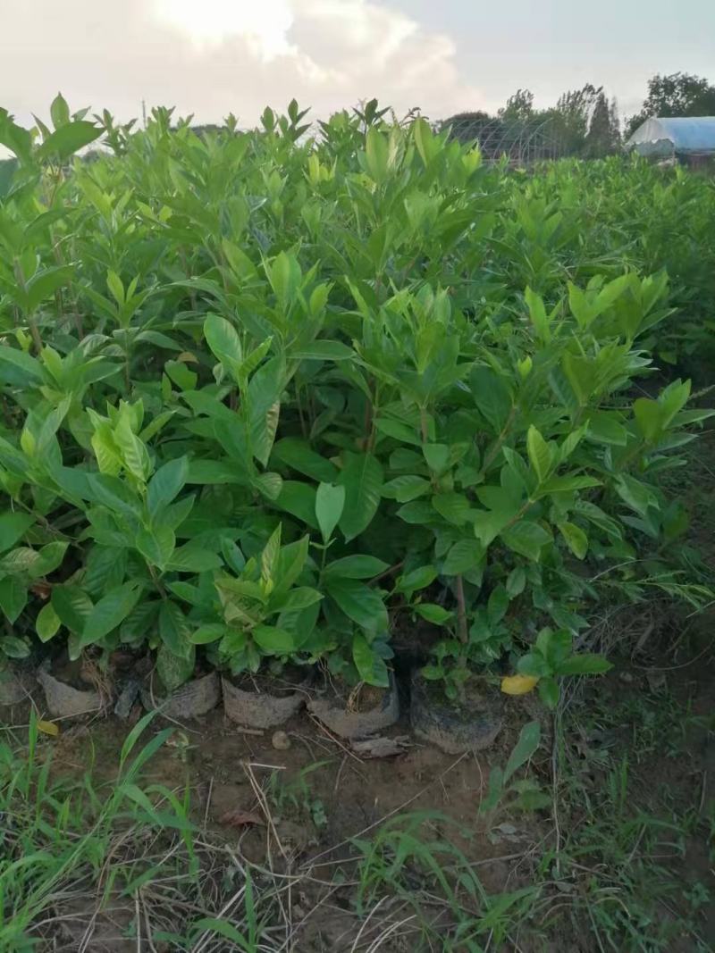 大叶栀子花