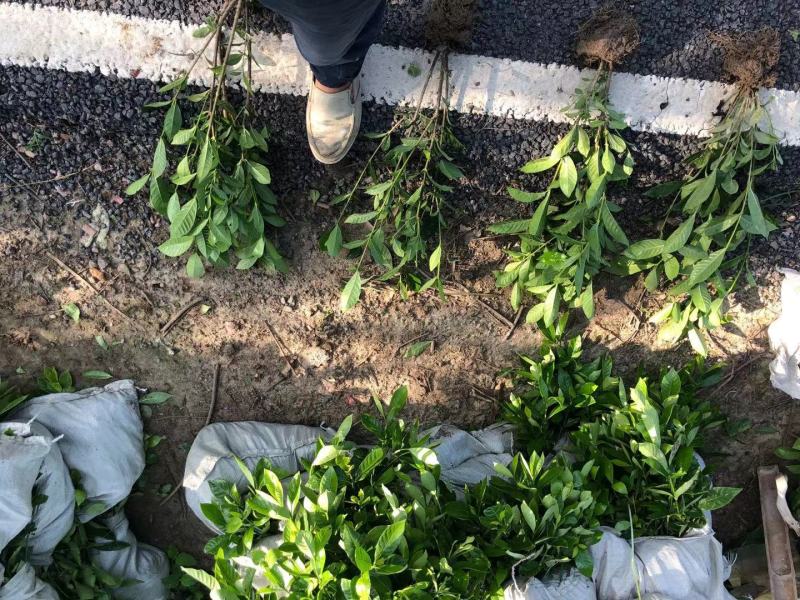 大叶栀子花