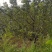 精品“杏树各种规格要求基地直供