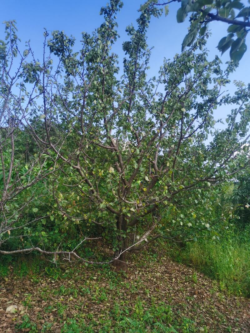 精品“杏树各种规格要求基地直供