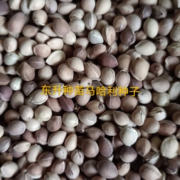 辽宁营口马哈利种子樱桃种子樱花种子
