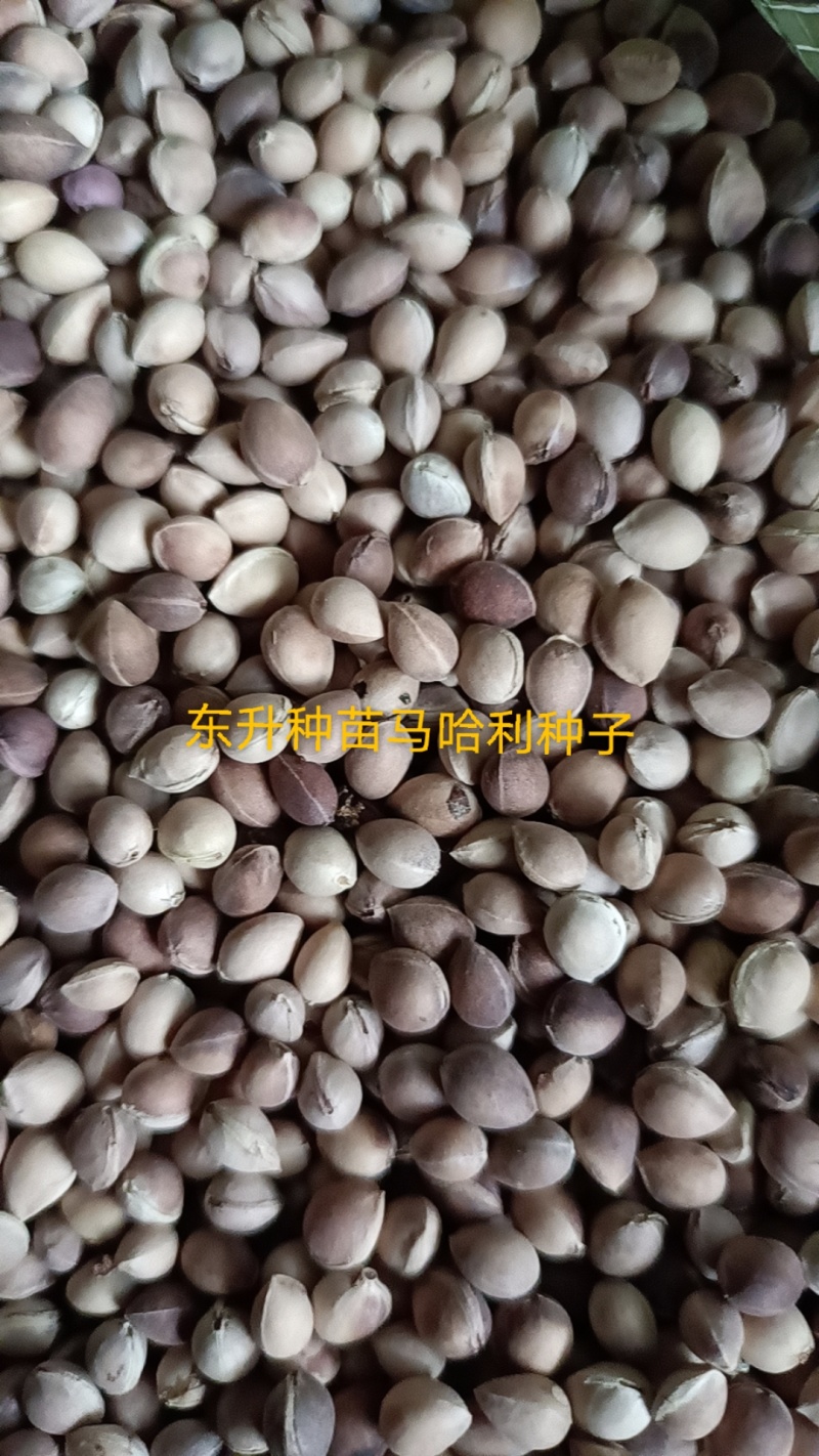 辽宁营口马哈利种子樱桃种子樱花种子