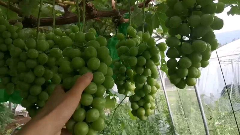 阳光玫瑰葡萄大颗粒绿色认证产地洛阳风味浓郁