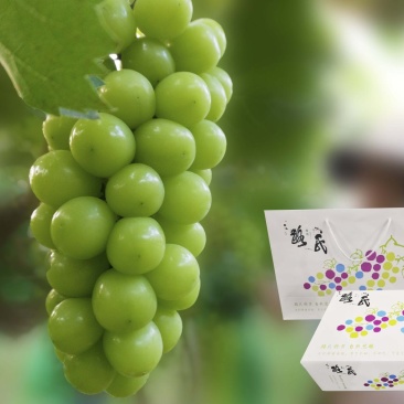 阳光玫瑰葡萄大颗粒绿色认证产地洛阳风味浓郁