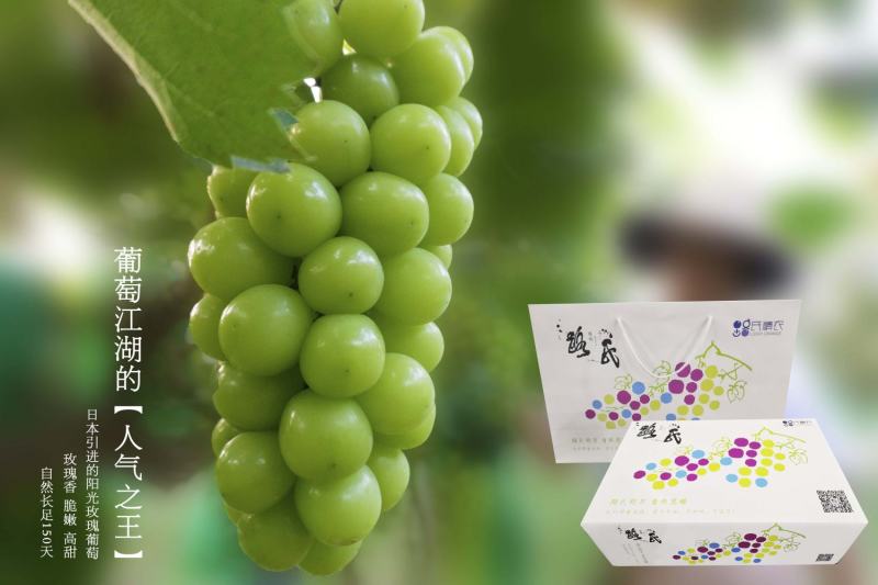 阳光玫瑰葡萄大颗粒绿色认证产地洛阳风味浓郁