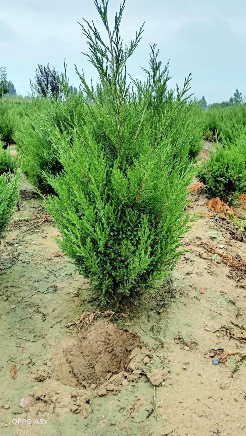 80公分高蜀桧树苗圆柏树苗价格优惠