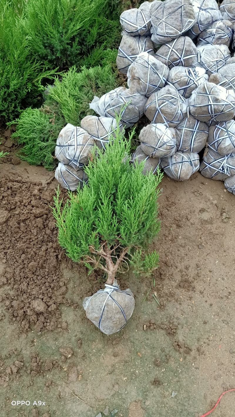 80公分高蜀桧树苗圆柏树苗价格优惠