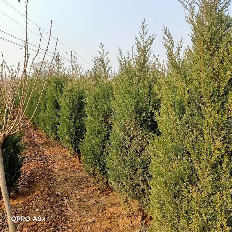 80公分高蜀桧树苗圆柏树苗价格优惠