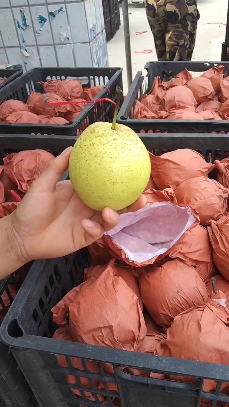 赵县雪花梨大量上市专业对接电商各大平台，全国各大市厂！