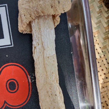 竹荪，干竹荪，贵州竹荪，无硫磺全干竹荪，特级竹荪，质量保
