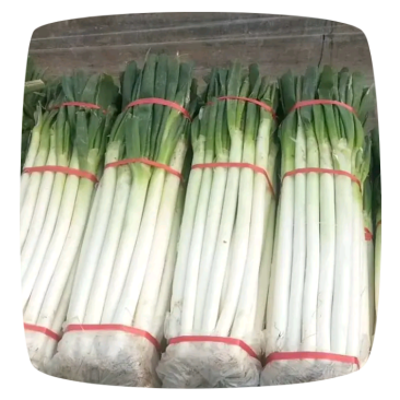 铁杆葱毛葱，无公害绿色蔬菜，深州大葱大量有货。