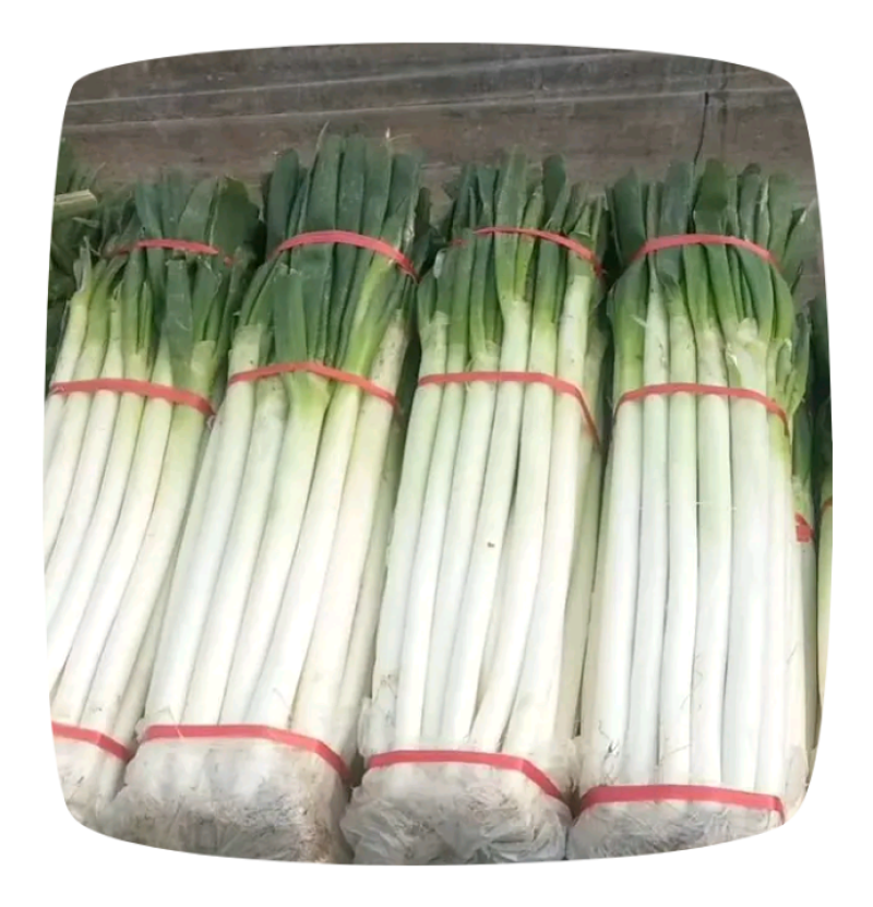 铁杆葱毛葱，无公害绿色蔬菜，深州大葱大量有货。