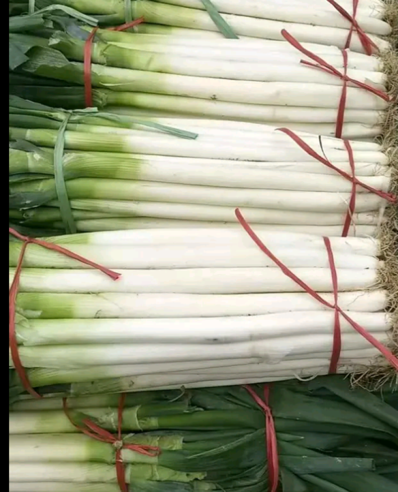 铁杆葱毛葱，无公害绿色蔬菜，深州大葱大量有货。