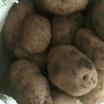 荷兰七土豆大量上市，