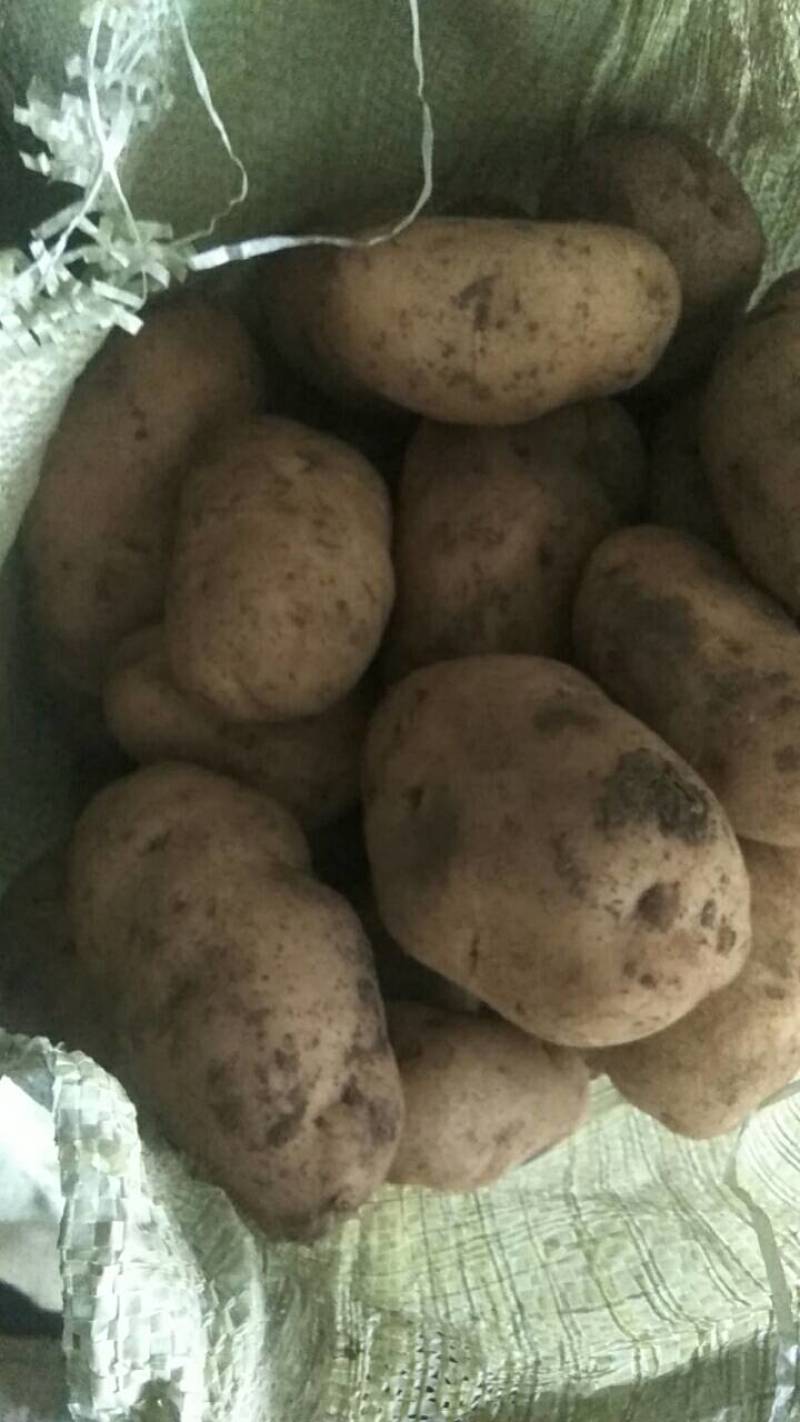 荷兰七土豆大量上市，