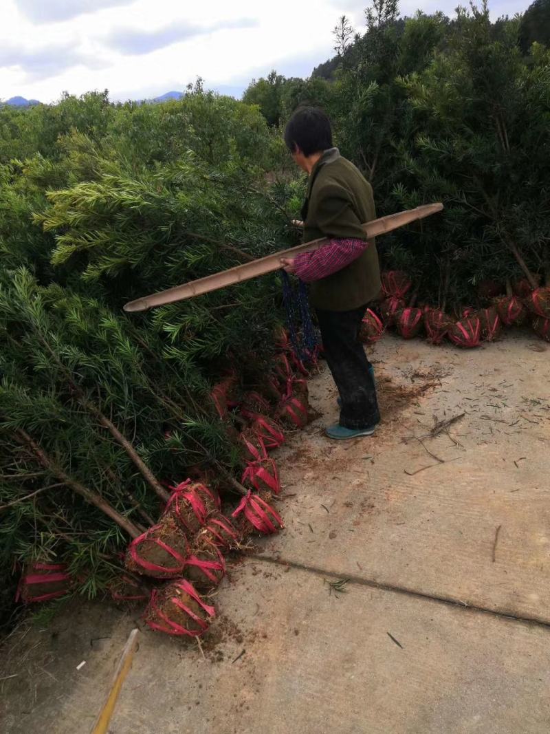 罗汉松2-3公分，中叶罗汉松，移栽苗，基地主营树种，
