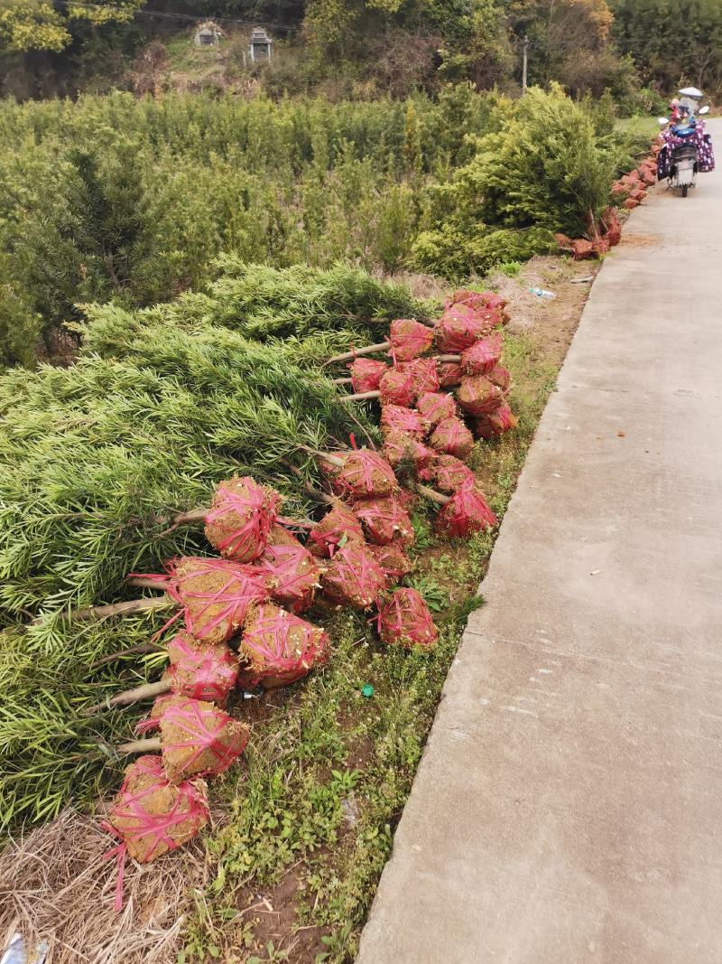 罗汉松2-3公分，中叶罗汉松，移栽苗，基地主营树种，