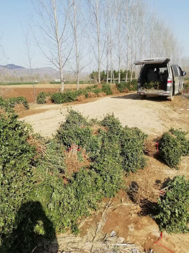 基地直销四季金银花原产地金花三号包活包纯度可签订合同