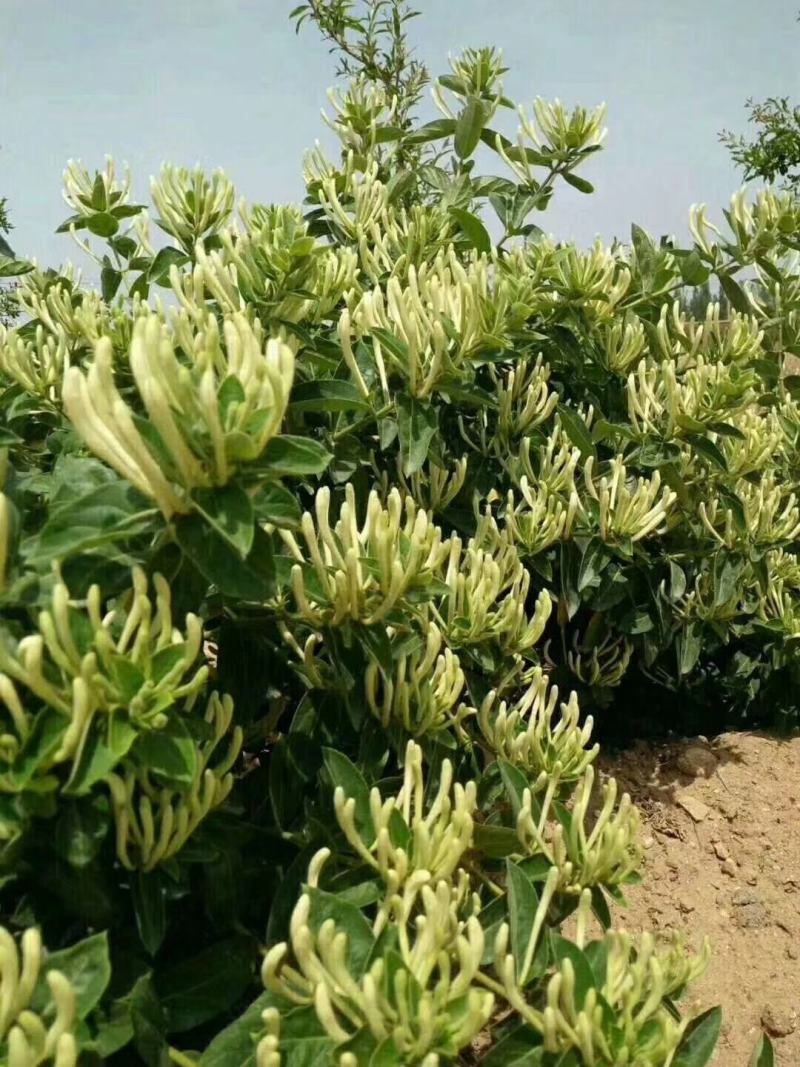 基地直销四季金银花原产地金花三号包活包纯度可签订合同