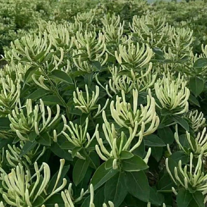 基地直销四季金银花原产地金花三号包活包纯度可签订合同