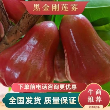 [热卖款]黑金刚红莲雾苗，正品嫁接苗，果子脆甜好吃