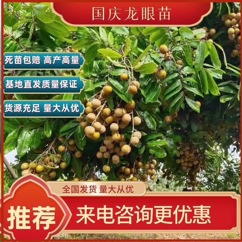 新品种，迟熟国庆龙眼，高产量地苗杯苗都有
