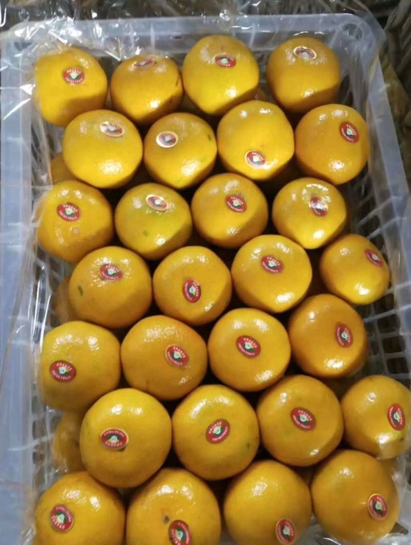 【推荐】湖北蜜桔甜蜜多汁实力代办量大价优一条龙服务