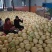 蜜柚：红心柚白心柚三红柚皮薄汁多肉嫩产地直发量大从优