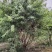 丛生山桃自200/300/400/500/600规格齐全