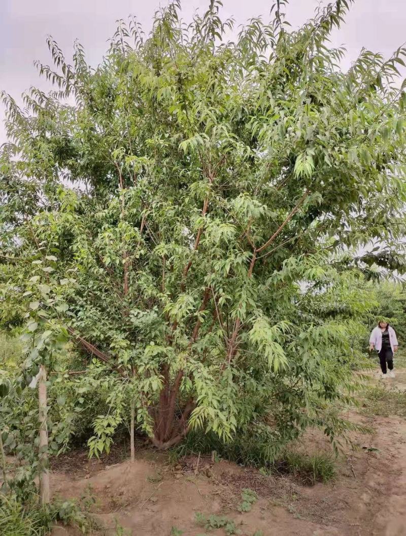 丛生山桃自200/300/400/500/600规格齐全