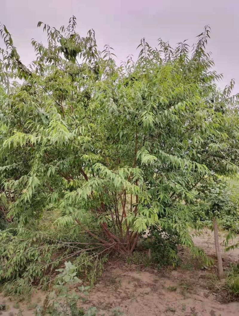 丛生山桃自200/300/400/500/600规格齐全