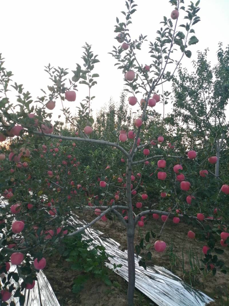 河南三门峡高山纸袋华富苹果已经成熟上市啦！