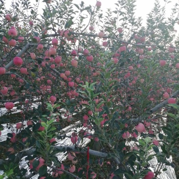 河南三门峡高山纸袋华富苹果已经成熟上市啦！