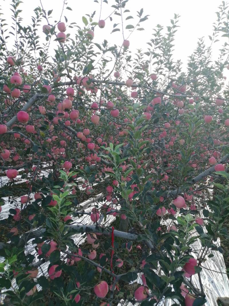 河南三门峡高山纸袋华富苹果已经成熟上市啦！