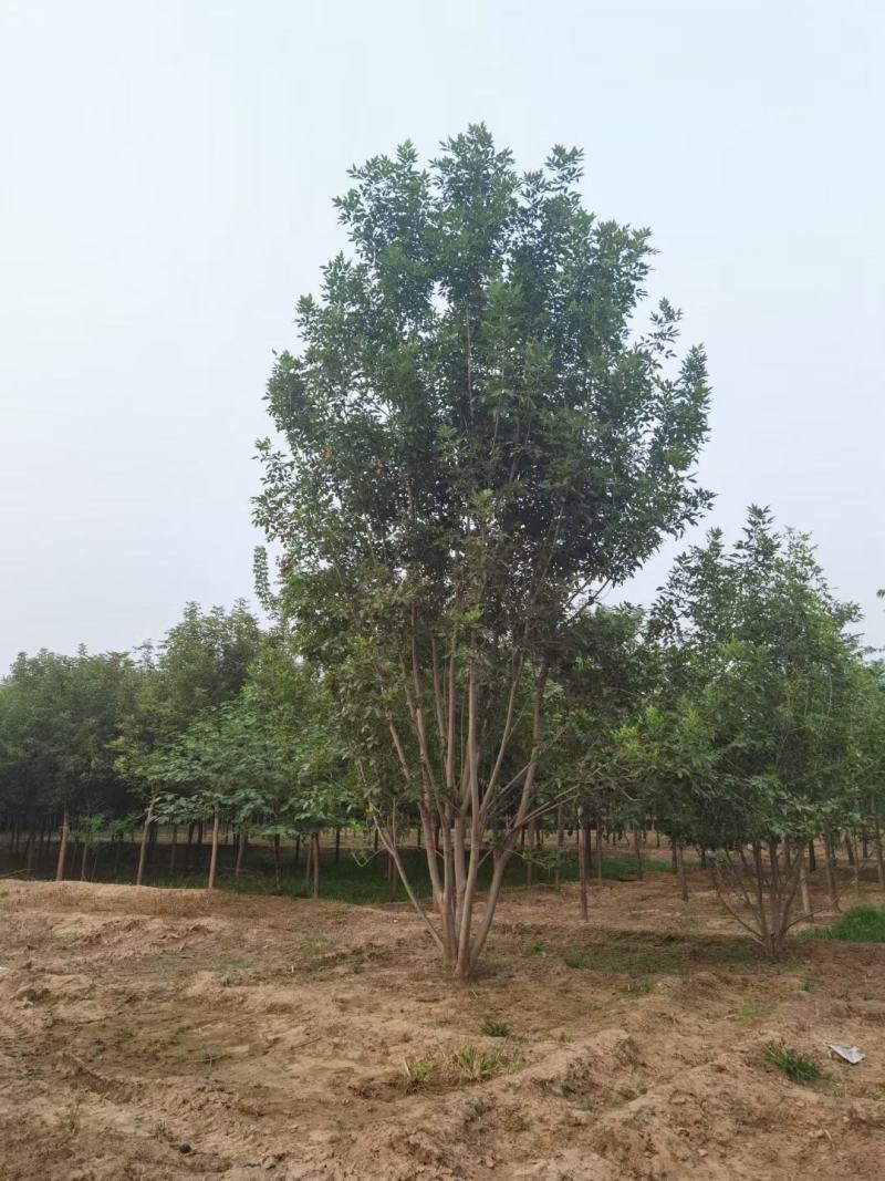 丛生白蜡300/400/500/600规格齐全成活率