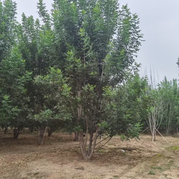 丛生白蜡300/400/500/600规格齐全成活率