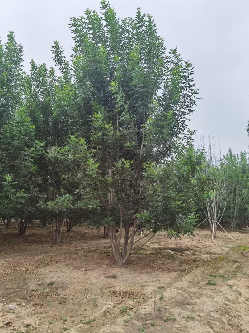 丛生白蜡300/400/500/600规格齐全成活率