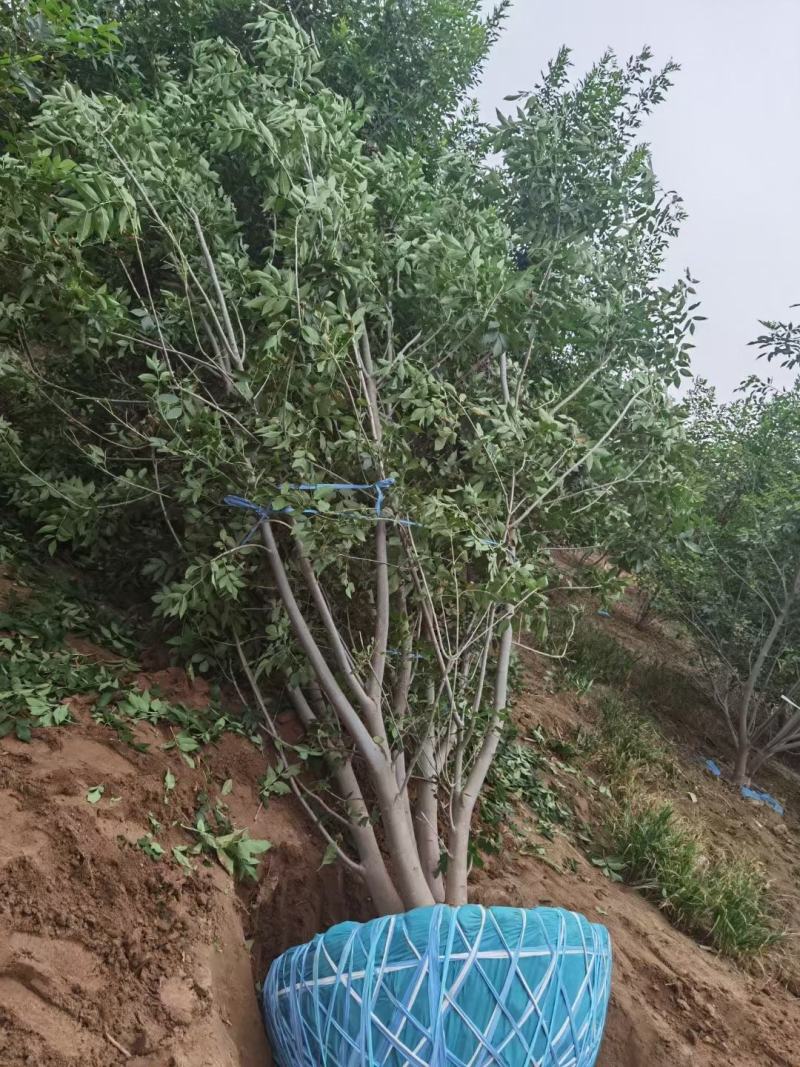 丛生白蜡300/400/500/600规格齐全成活率