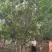 丛生白蜡300/400/500/600规格齐全成活率