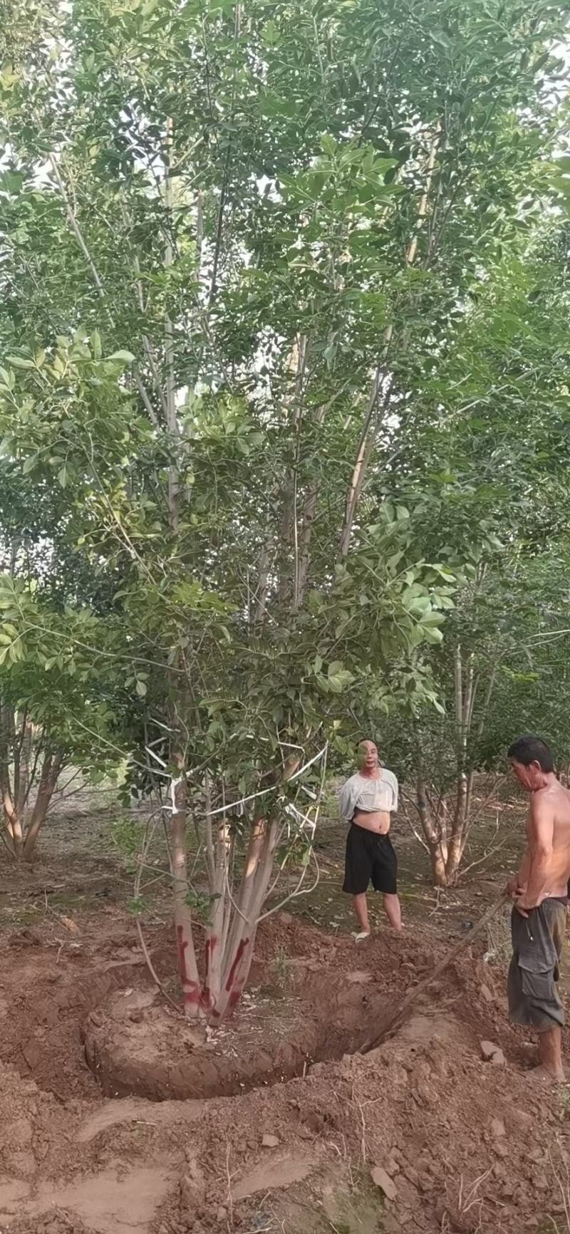 丛生白蜡300/400/500/600规格齐全成活率