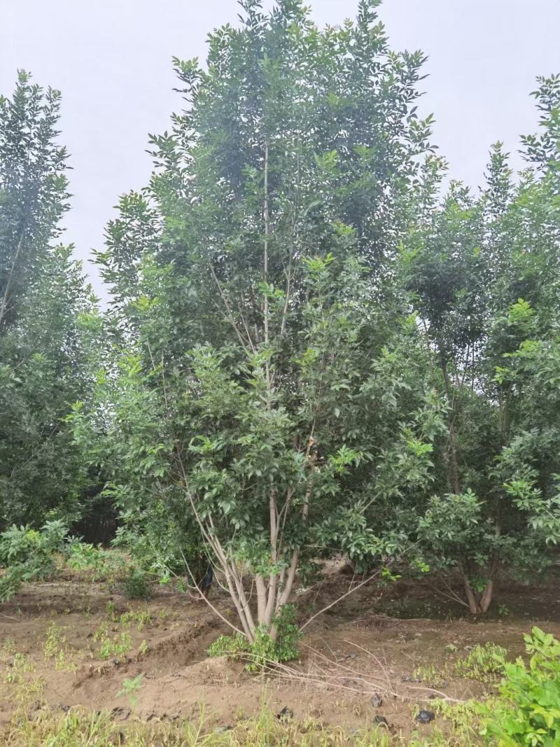 丛生白蜡300/400/500/600规格齐全成活率