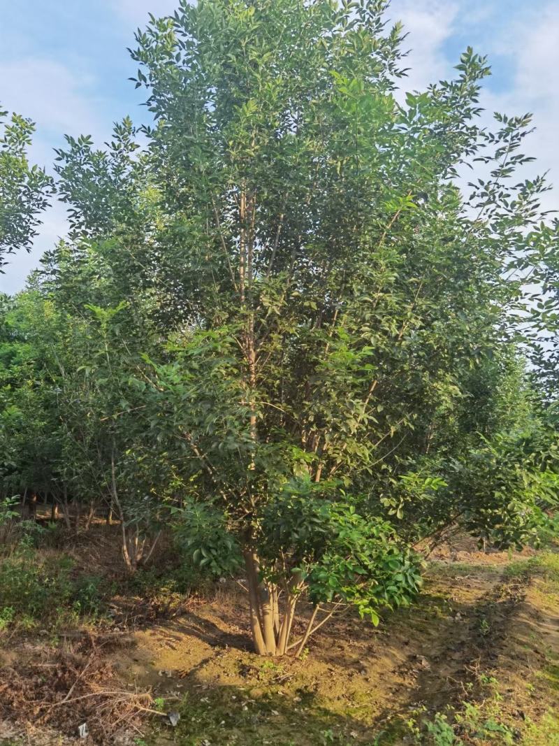 丛生白蜡300/400/500/600规格齐全成活率