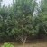 丛生白蜡300/400/500/600规格齐全成活率